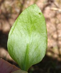 Ophioglossum vulgatum image
